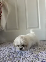 Coco, a female Shih Tzu for sale in Los Angeles, CA – 5 of 5
