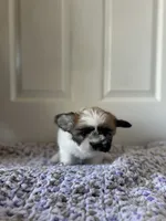 Mocha, a female Shih Tzu for sale in Los Angeles, CA – 3 of 5