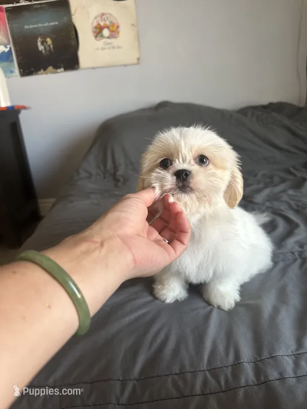 Coco – Shih Tzu puppy for sale in Los Angeles, CA