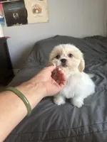Coco, a female Shih Tzu for sale in Los Angeles, CA – 1 of 3