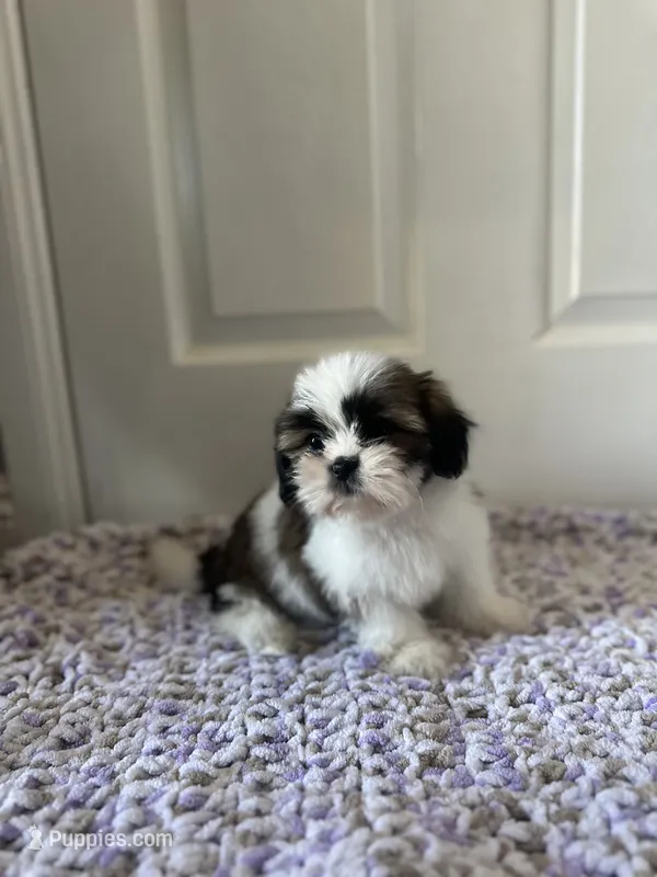 Bailey – Shih Tzu puppy for sale in Los Angeles, CA
