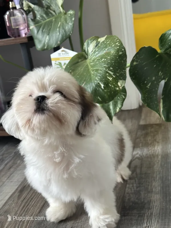 Lilly – Shih Tzu puppy for sale in Los Angeles, CA