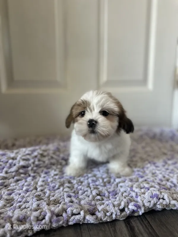 Daisy – Shih Tzu puppy for sale in Los Angeles, CA