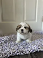 Daisy, a female Shih Tzu for sale in Los Angeles, CA – 1 of 3