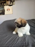 Mocha, a female Shih Tzu for sale in Los Angeles, CA – 2 of 3