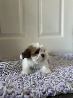 Daisy, a female Shih Tzu for sale in Los Angeles, CA – 2 of 3