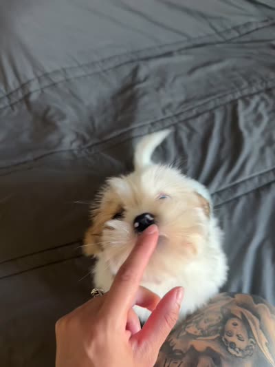 Daisy, a female Shih Tzu for sale in Los Angeles, CA – 3 of 3