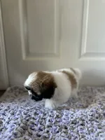 Mocha, a female Shih Tzu for sale in Los Angeles, CA – 5 of 5