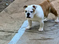 Marie, a female English Bulldog for sale in Forsyth, GA – 2 of 3