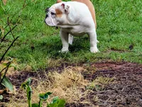 Marie, a female English Bulldog for sale in Forsyth, GA – 3 of 3