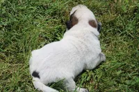 Red Male #3, a male Australian Cattle Dog for sale in Mount Vernon, MO – 6 of 8