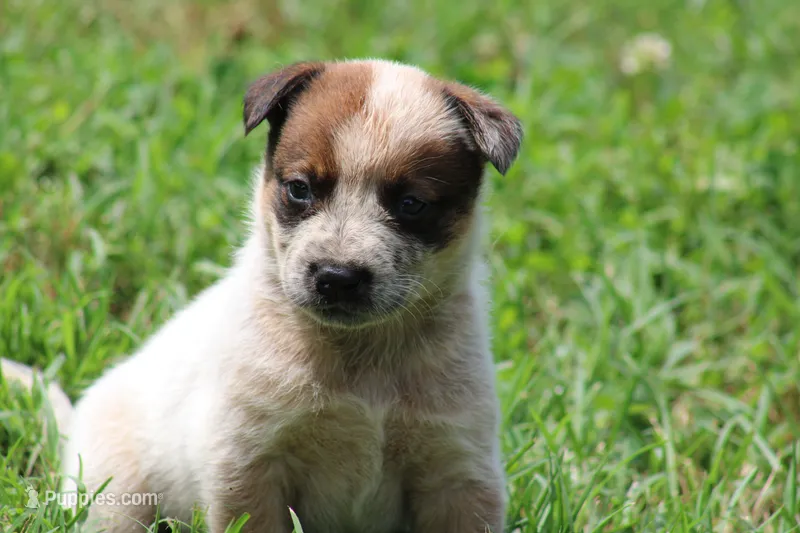 Red Female #4 – Australian Cattle Dog puppy for sale in Mount Vernon, MO