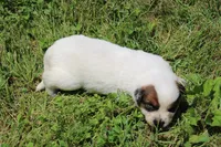 Red Female #5, a female Australian Cattle Dog for sale in Mount Vernon, MO – 5 of 10