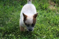 Red Female #1, a female Australian Cattle Dog for sale in Mount Vernon, MO – 5 of 9