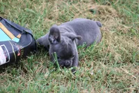 Tiny Tot, a male French Bulldog for sale in Mount Vernon, MO – 5 of 7