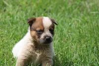 Red Female #2, a female Australian Cattle Dog for sale in Mount Vernon, MO – 4 of 6
