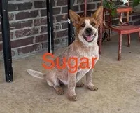 Red Male #1, a male Australian Cattle Dog for sale in Mount Vernon, MO – 8 of 8