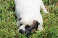 Red Female #3, a female Australian Cattle Dog for sale in Mount Vernon, MO – 2 of 10