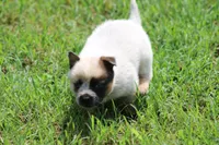 Red Female #3, a female Australian Cattle Dog for sale in Mount Vernon, MO – 3 of 7