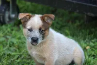 Red Male #3, a male Australian Cattle Dog for sale in Mount Vernon, MO – 5 of 8