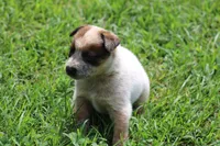 Red Female #4, a female Australian Cattle Dog for sale in Mount Vernon, MO – 6 of 7