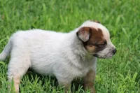 Red Male #2, a male Australian Cattle Dog for sale in Mount Vernon, MO – 6 of 8