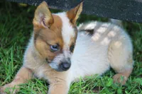 Red Female #2, a female Australian Cattle Dog for sale in Mount Vernon, MO – 5 of 7