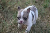 Blue Merle Piebald , a male French Bulldog for sale in Mount Vernon, MO – 3 of 10
