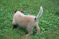 Red Male #3, a male Australian Cattle Dog for sale in Mount Vernon, MO – 6 of 10