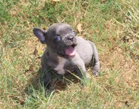 Blue Boy, a male French Bulldog for sale in Mount Vernon, MO – 3 of 6