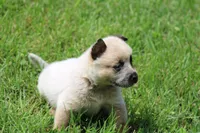 Red Female #3, a female Australian Cattle Dog for sale in Mount Vernon, MO – 5 of 7