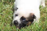 Red Female #3, a female Australian Cattle Dog for sale in Mount Vernon, MO – 4 of 10