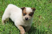 Red Female #5, a female Australian Cattle Dog for sale in Mount Vernon, MO – 7 of 8