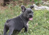 Tiny Tot, a male French Bulldog for sale in Mount Vernon, MO – 2 of 10
