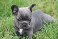 Blue Female , a female French Bulldog for sale in Mount Vernon, MO – 3 of 7
