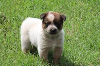 Red Male #1, a male Australian Cattle Dog for sale in Mount Vernon, MO – 4 of 9