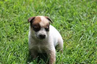 Red Female #4, a female Australian Cattle Dog for sale in Mount Vernon, MO – 7 of 7
