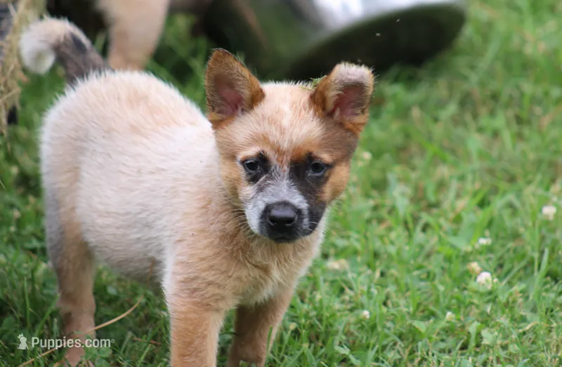 Red Female #3 – Australian Cattle Dog puppy for sale in Mount Vernon, MO