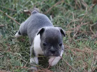 Blue With White Collar, a male French Bulldog for sale in Mount Vernon, MO – 1 of 6