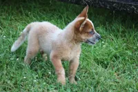 Red Female #4, a female Australian Cattle Dog for sale in Mount Vernon, MO – 8 of 10