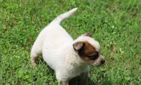 Red Female #5, a female Australian Cattle Dog for sale in Mount Vernon, MO – 6 of 8