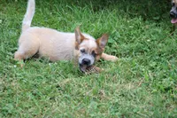 Red Male #3, a male Australian Cattle Dog for sale in Mount Vernon, MO – 5 of 10