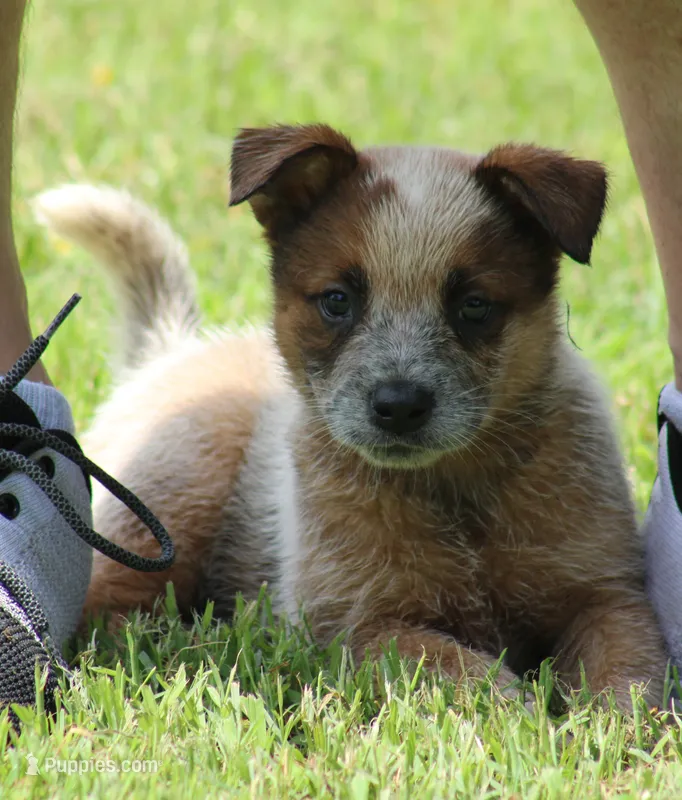 Red Male #2 – Australian Cattle Dog puppy for sale in Mount Vernon, MO
