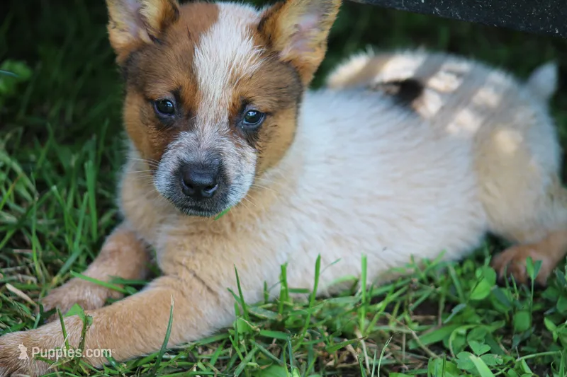 Red Female #2 – Australian Cattle Dog puppy for sale in Mount Vernon, MO