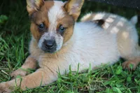 Red Female #2, a female Australian Cattle Dog for sale in Mount Vernon, MO – 1 of 7