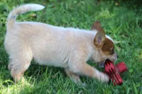 Red Female #5, a female Australian Cattle Dog for sale in Mount Vernon, MO – 3 of 9