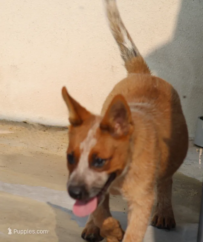 Red Female #2 – Australian Cattle Dog puppy for sale in Mount Vernon, MO