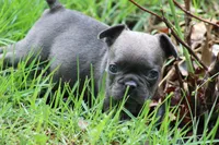 Tiny Blue Female , a female French Bulldog for sale in Mount Vernon, MO – 3 of 6