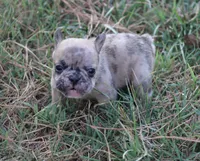 Merle Boy, a male French Bulldog for sale in Mount Vernon, MO – 3 of 7