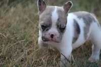 Blue Merle Piebald , a male French Bulldog for sale in Mount Vernon, MO – 4 of 10